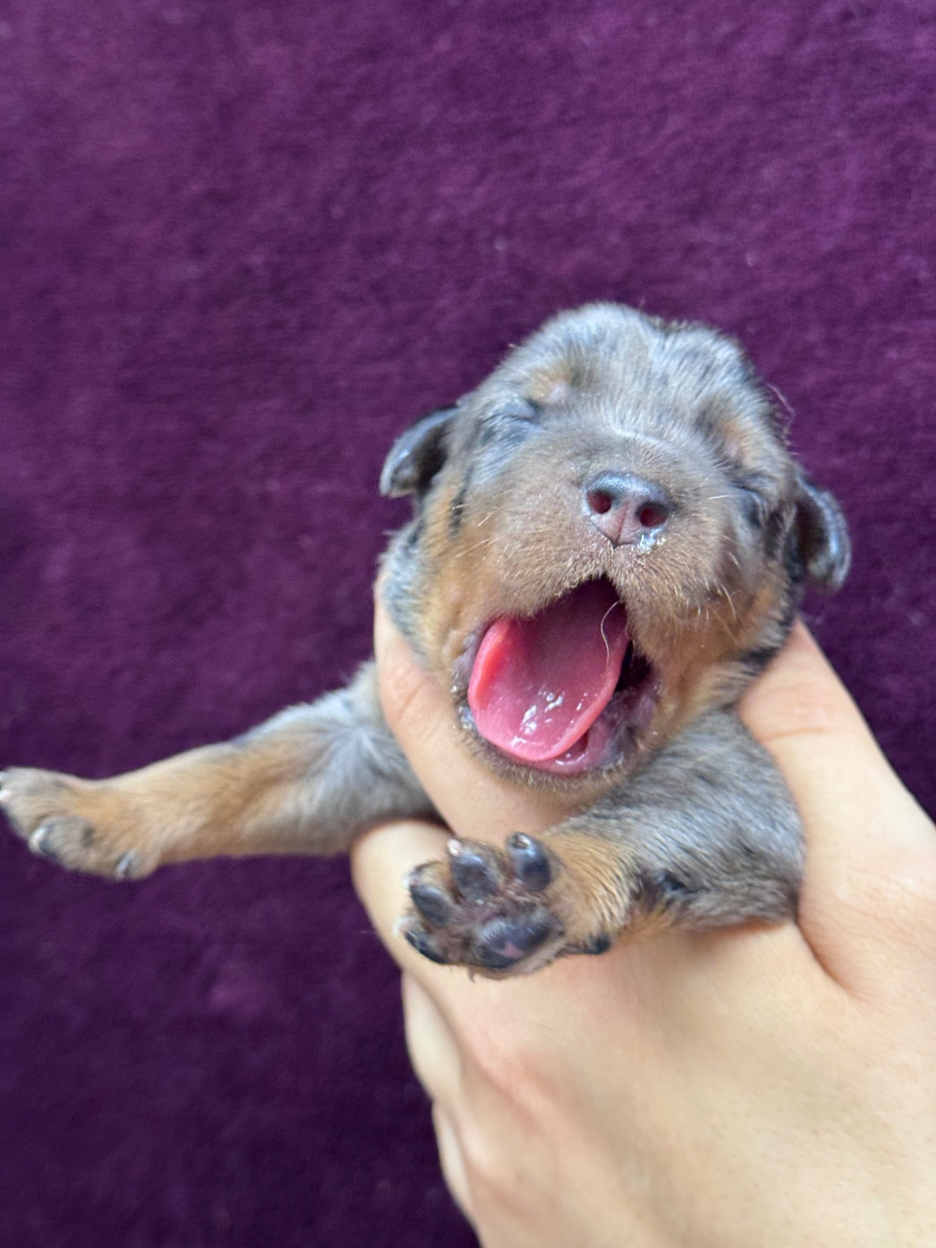 du berceau de bfamily - Chiots disponibles - Berger de Beauce