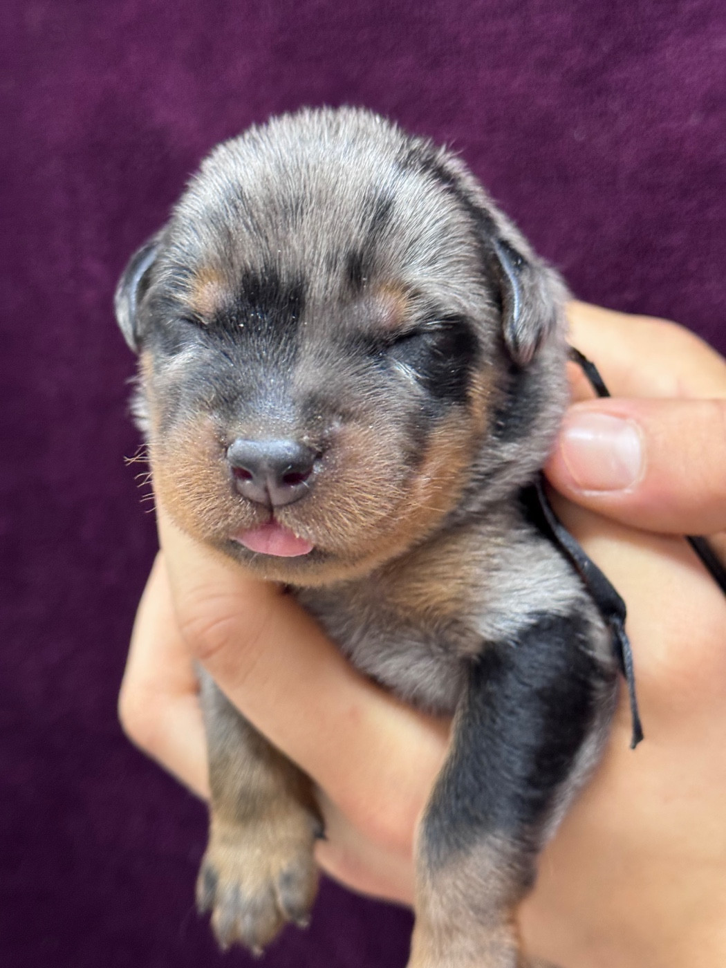 du berceau de bfamily - Chiots disponibles - Berger de Beauce