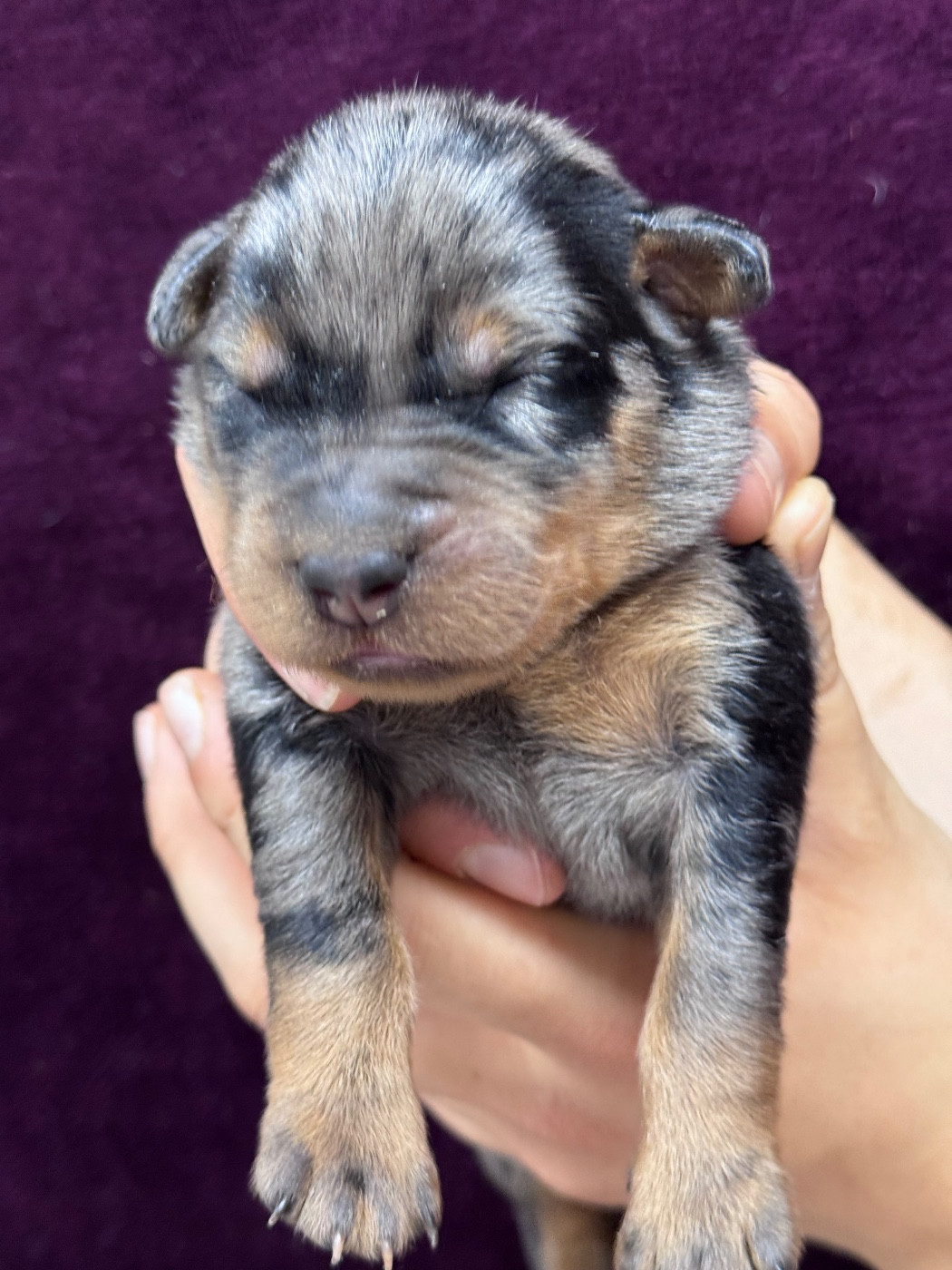 du berceau de bfamily - Chiots disponibles - Berger de Beauce