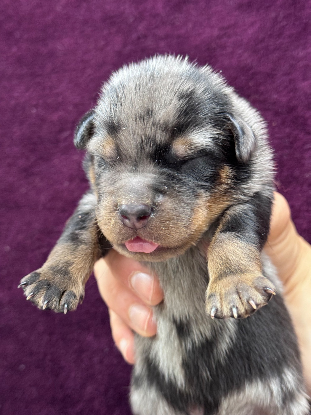 du berceau de bfamily - Chiots disponibles - Berger de Beauce