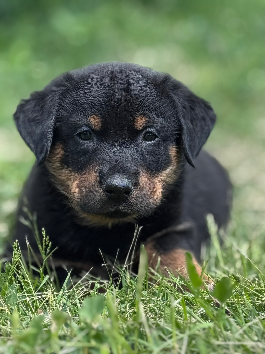 du berceau de bfamily - Chiots disponibles - Berger de Beauce