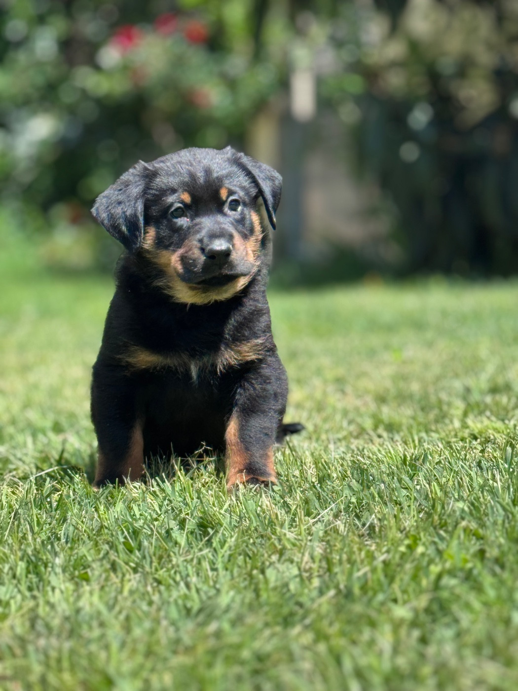 du berceau de bfamily - Chiots disponibles - Berger de Beauce