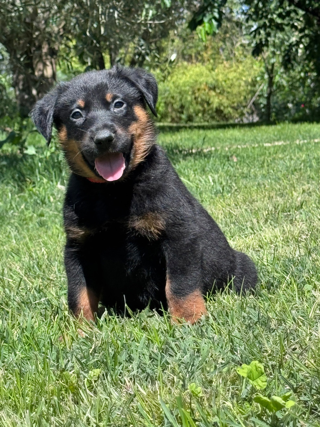 du berceau de bfamily - Chiots disponibles - Berger de Beauce
