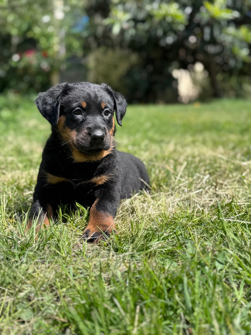 du berceau de bfamily - Chiots disponibles - Berger de Beauce