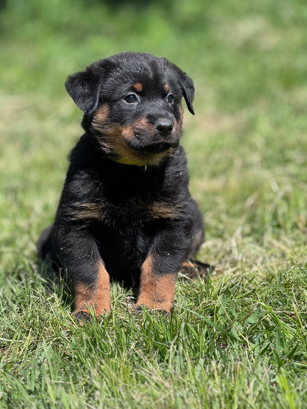 du berceau de bfamily - Chiots disponibles - Berger de Beauce