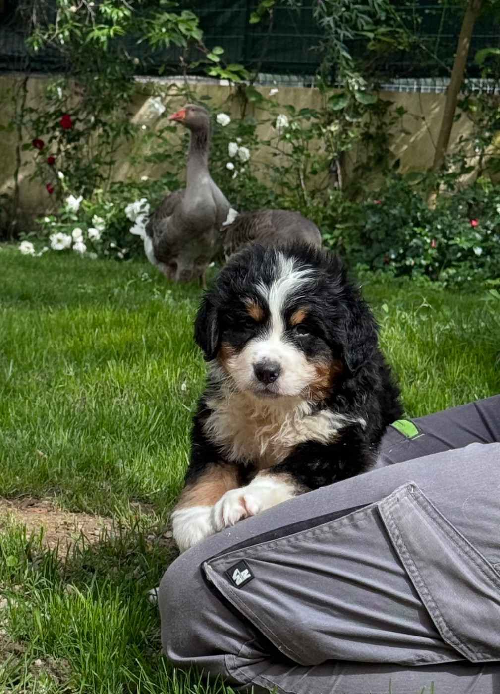 du berceau de bfamily - Chiots disponibles - Bouvier Bernois