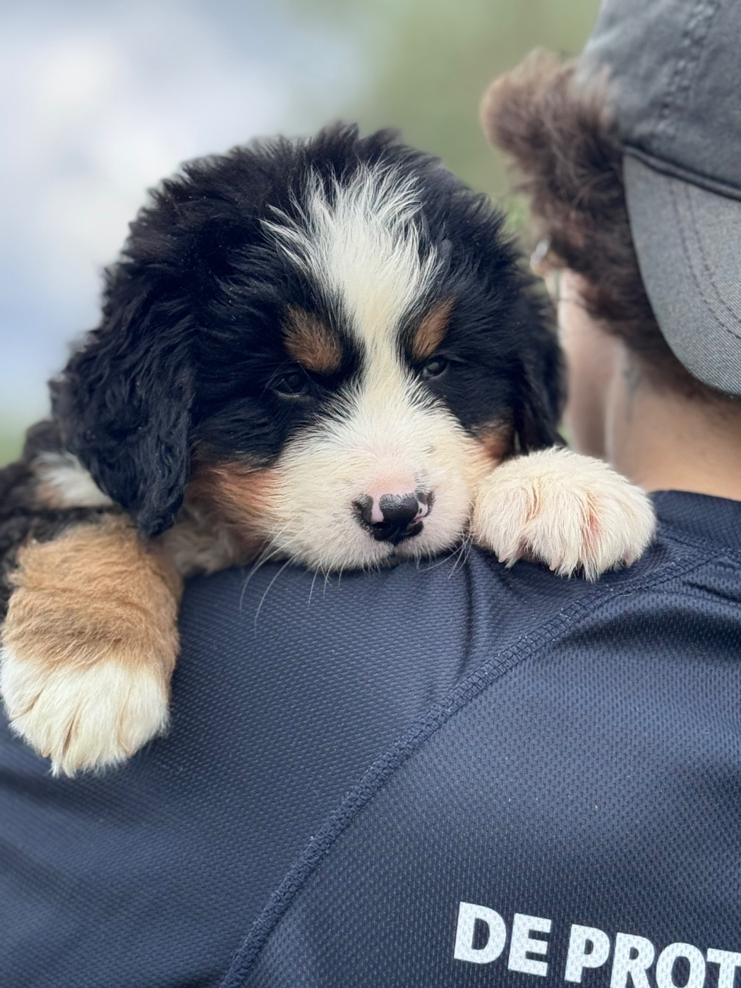 du berceau de bfamily - Chiots disponibles - Bouvier Bernois