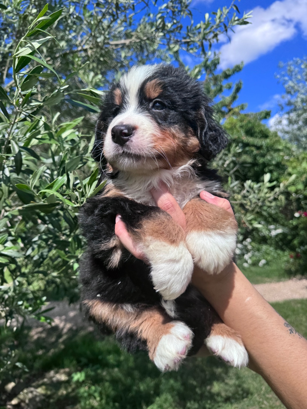 du berceau de bfamily - Chiots disponibles - Bouvier Bernois