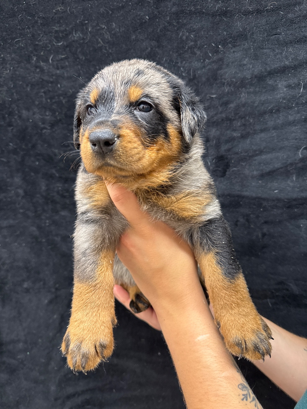 du berceau de bfamily - Chiots disponibles - Berger de Beauce