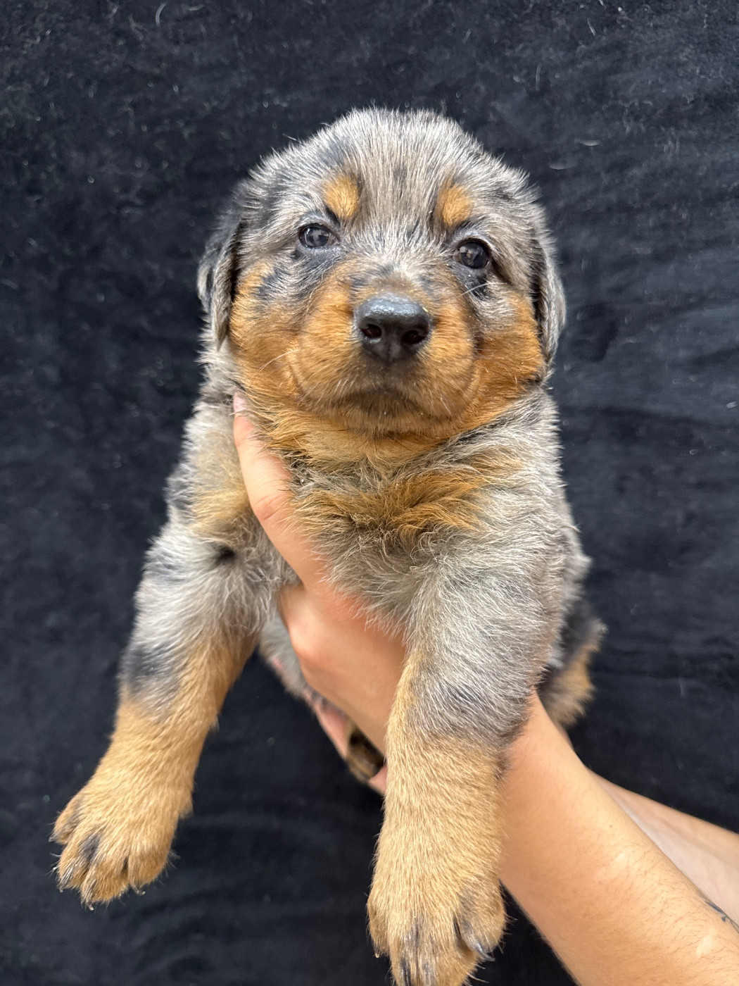 du berceau de bfamily - Chiots disponibles - Berger de Beauce
