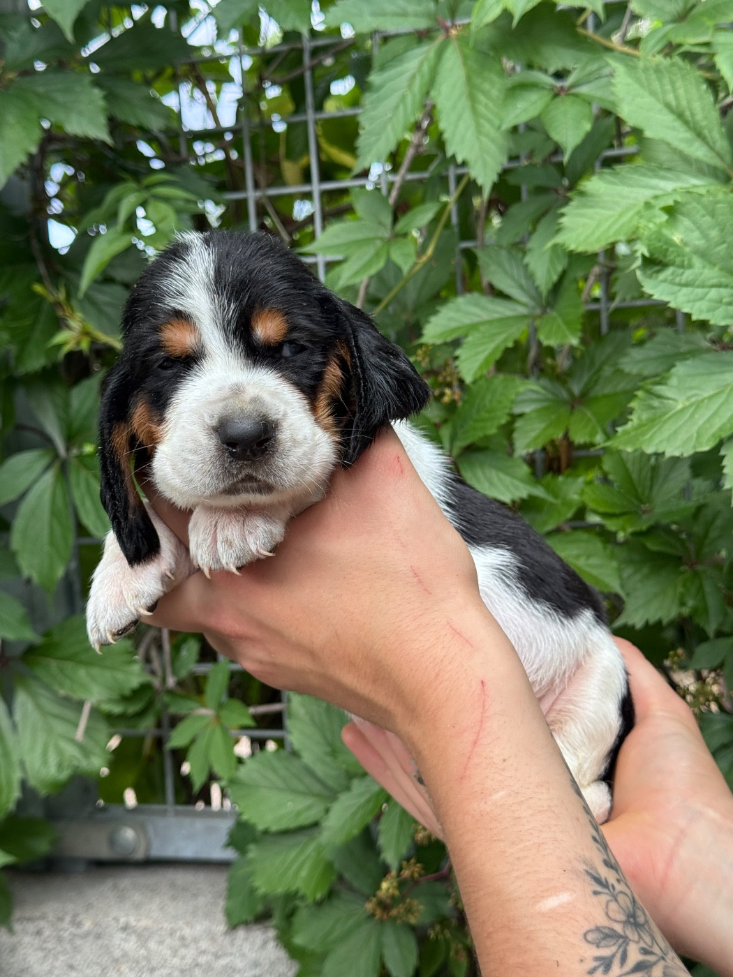 du berceau de bfamily - Chiots disponibles - Basset Hound