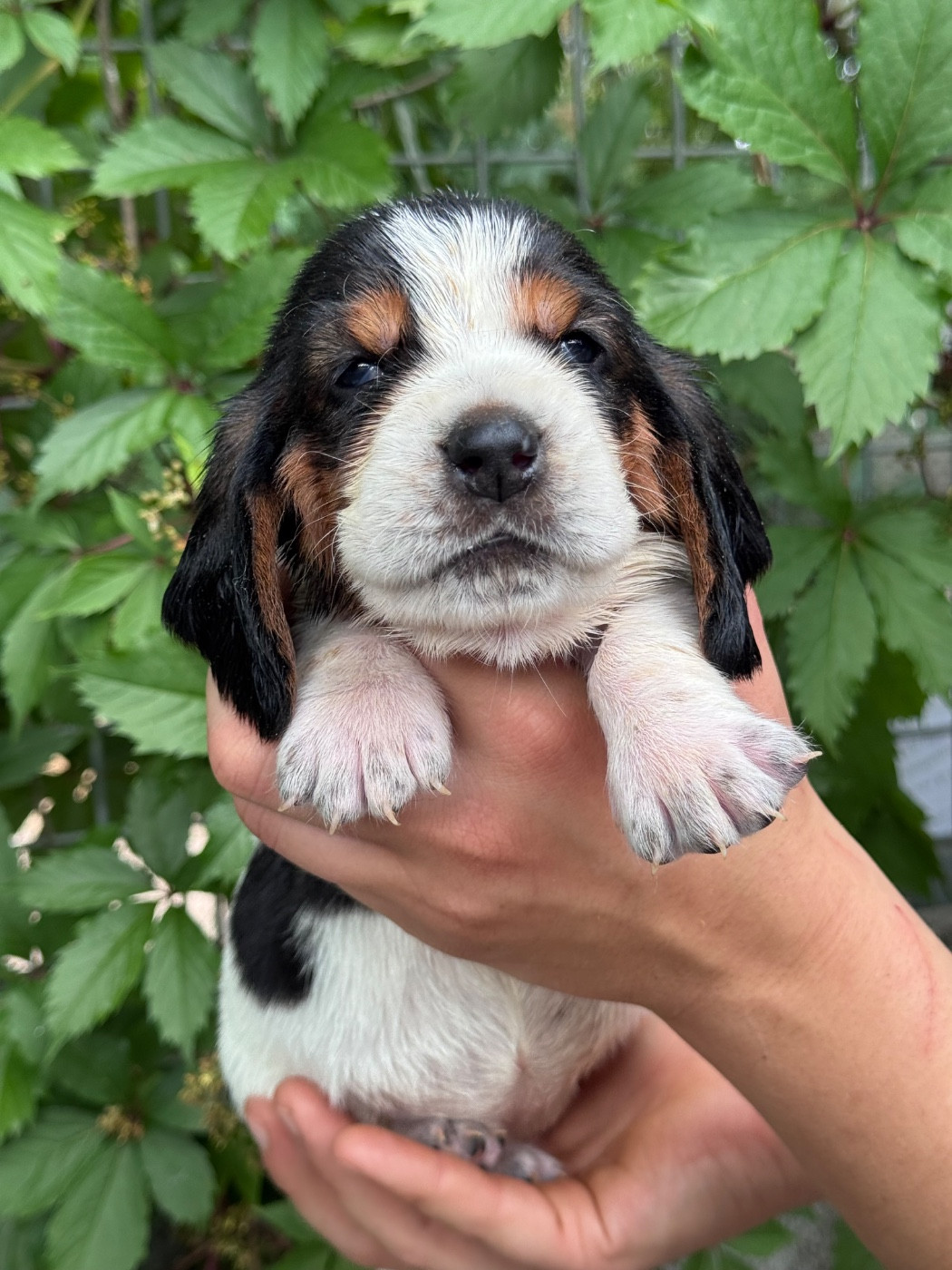 du berceau de bfamily - Chiots disponibles - Basset Hound