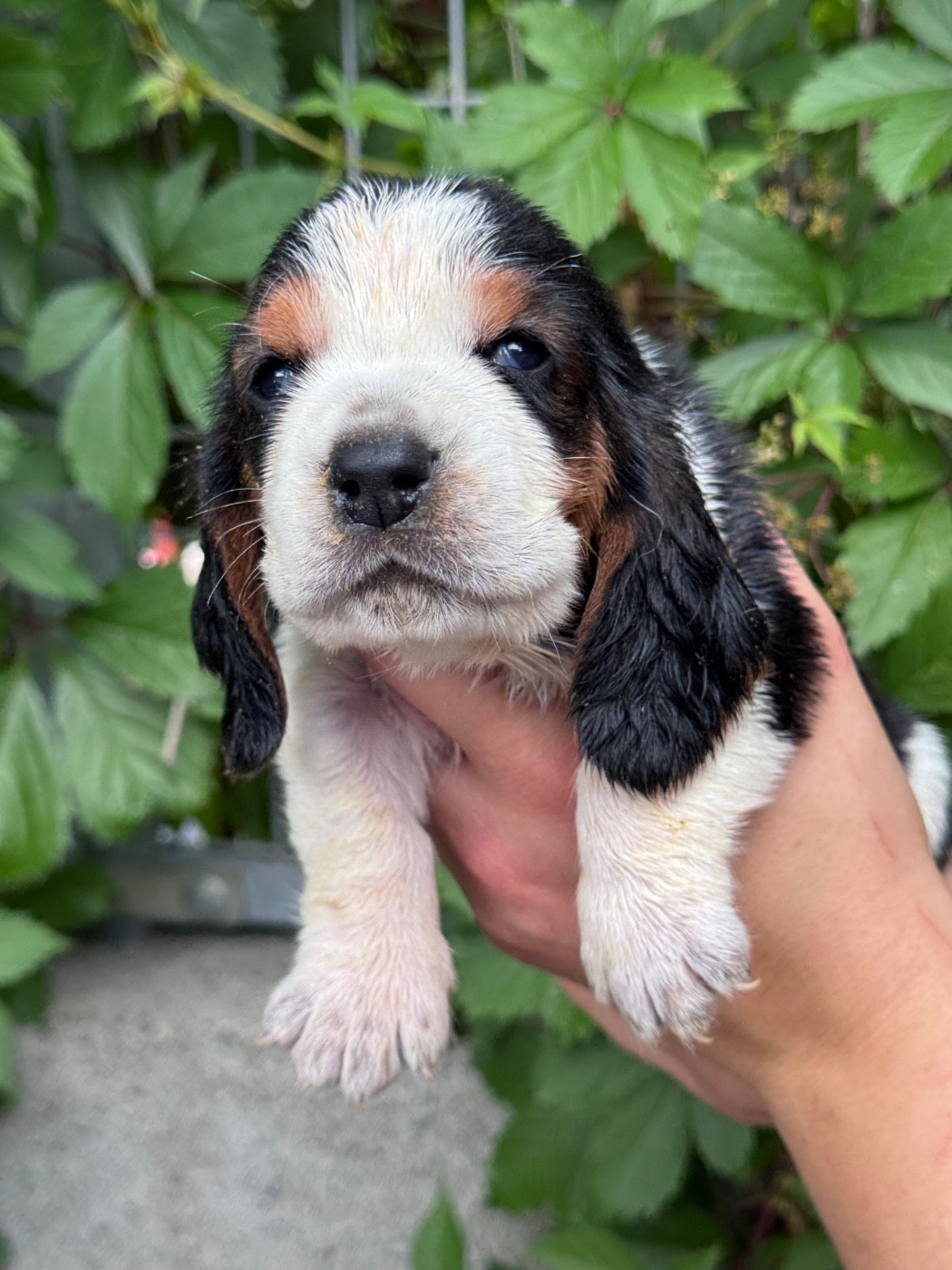 du berceau de bfamily - Chiots disponibles - Basset Hound