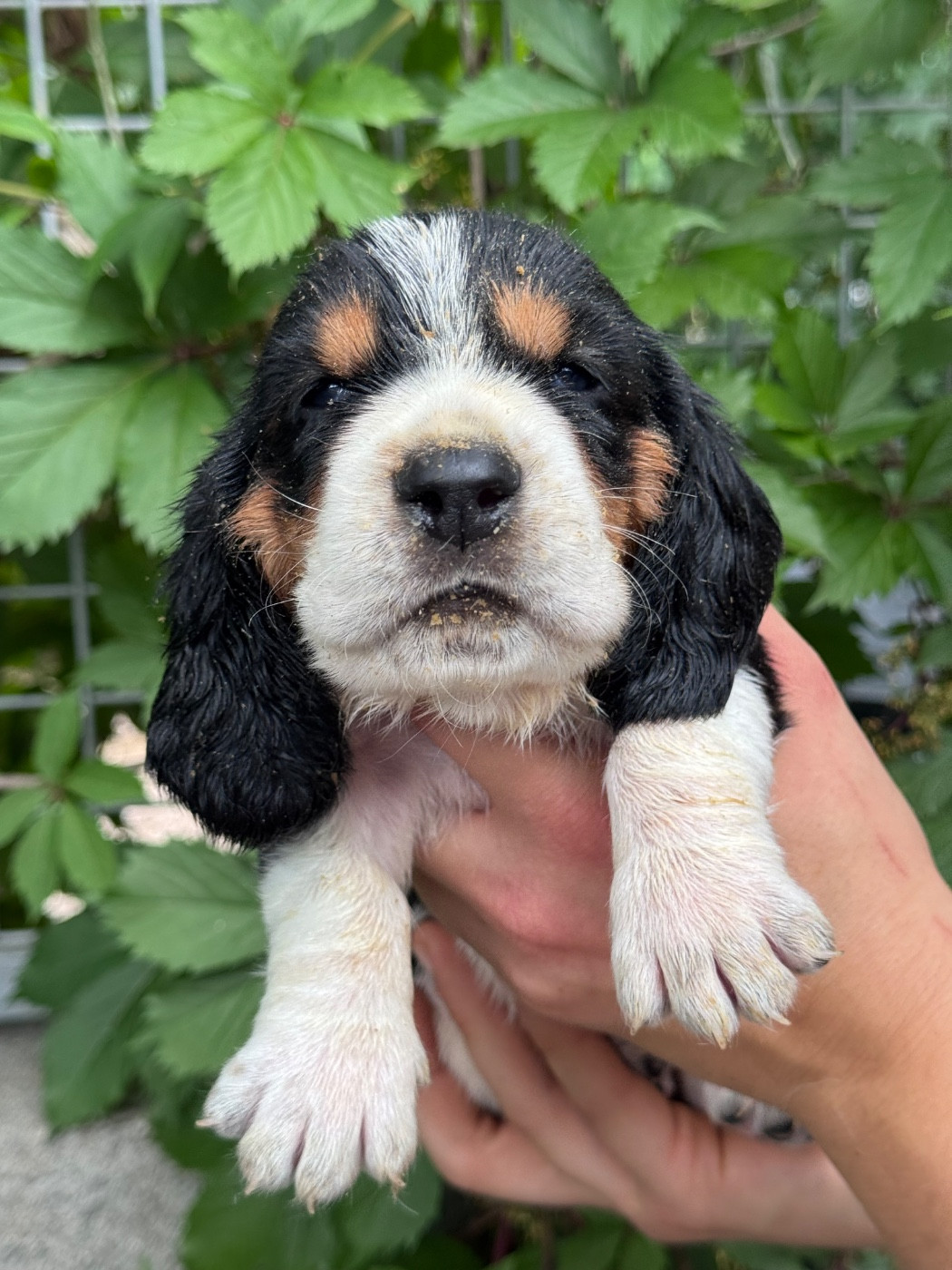 du berceau de bfamily - Chiots disponibles - Basset Hound