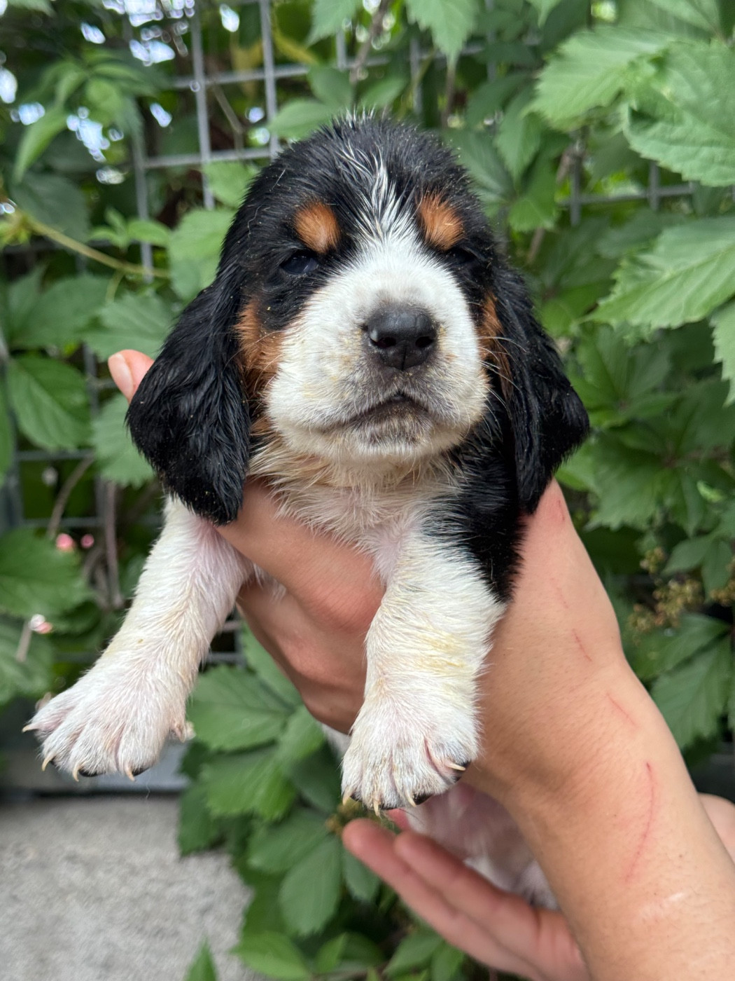 du berceau de bfamily - Chiots disponibles - Basset Hound