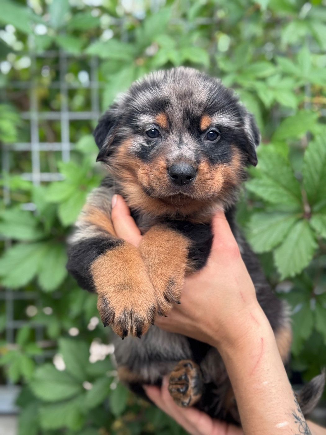 du berceau de bfamily - Chiots disponibles - Berger de Beauce