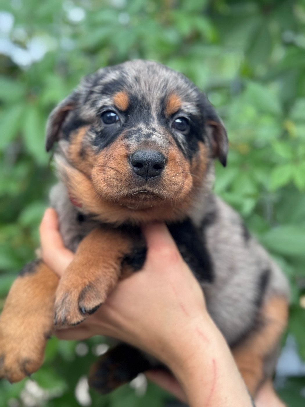 du berceau de bfamily - Chiots disponibles - Berger de Beauce