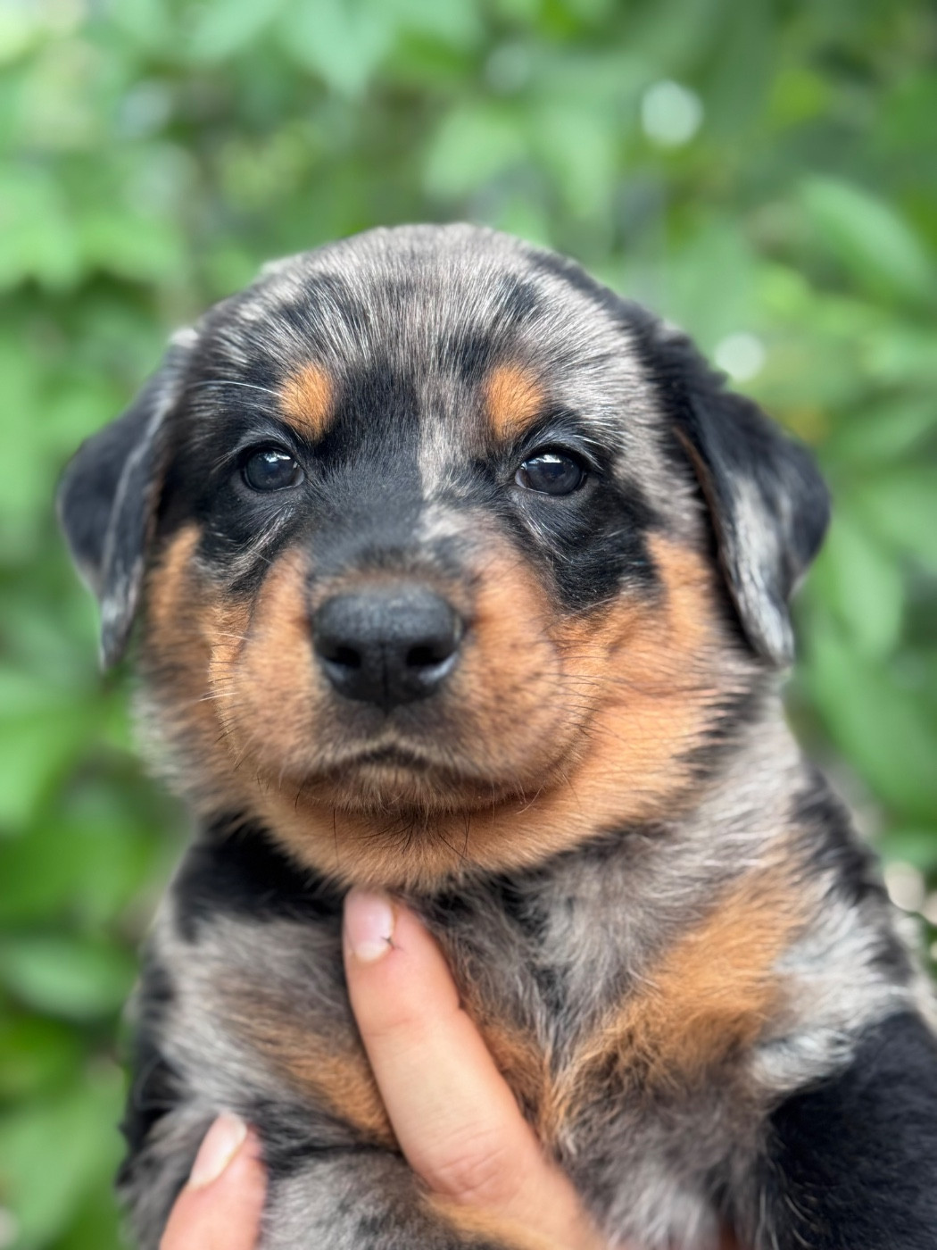 du berceau de bfamily - Chiots disponibles - Berger de Beauce