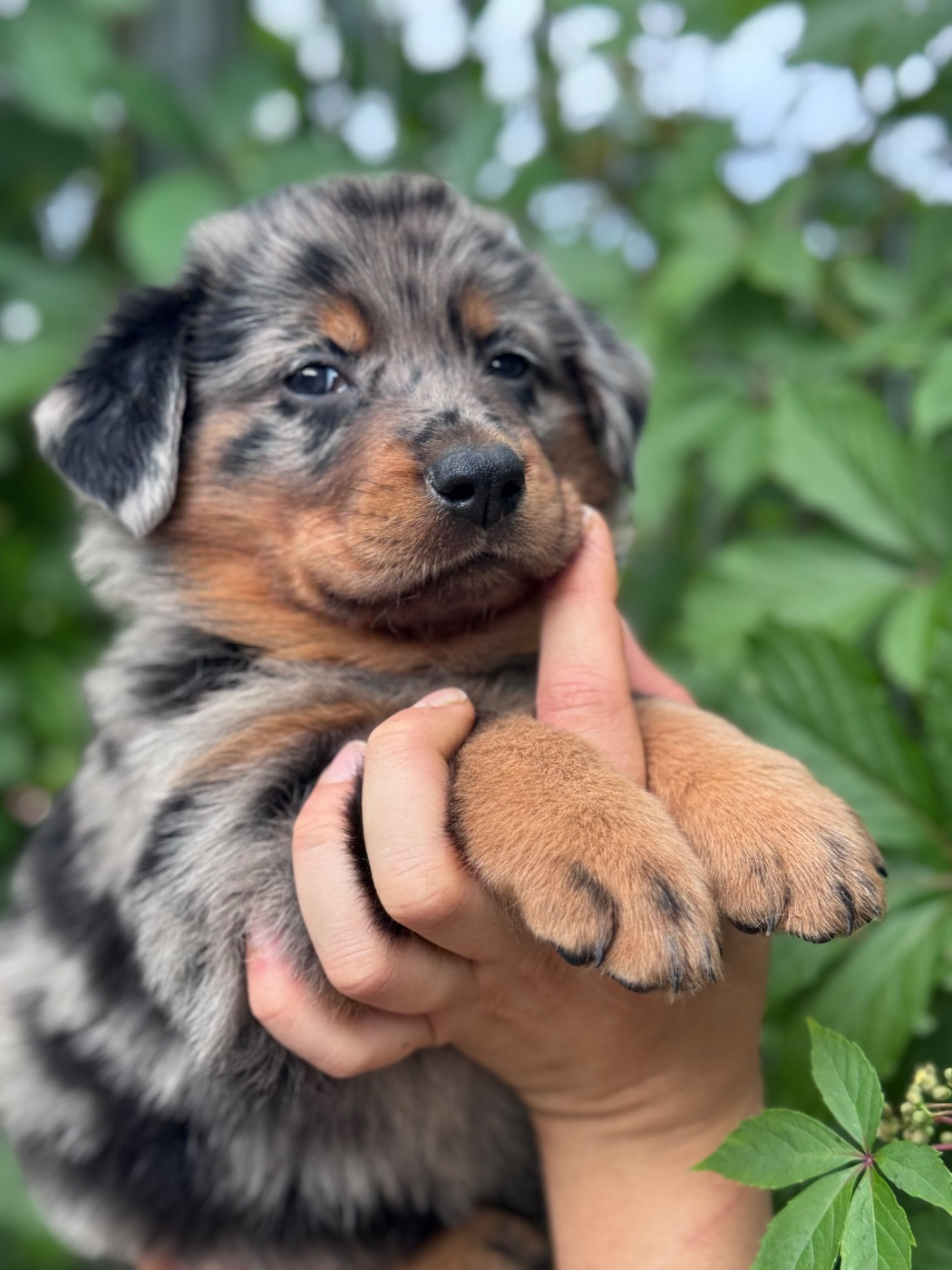 du berceau de bfamily - Chiots disponibles - Berger de Beauce