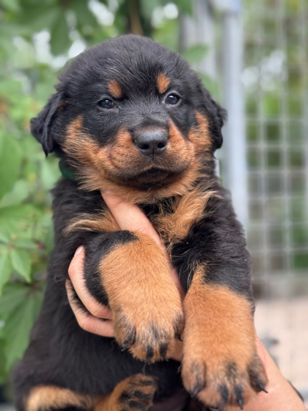 du berceau de bfamily - Chiots disponibles - Berger de Beauce