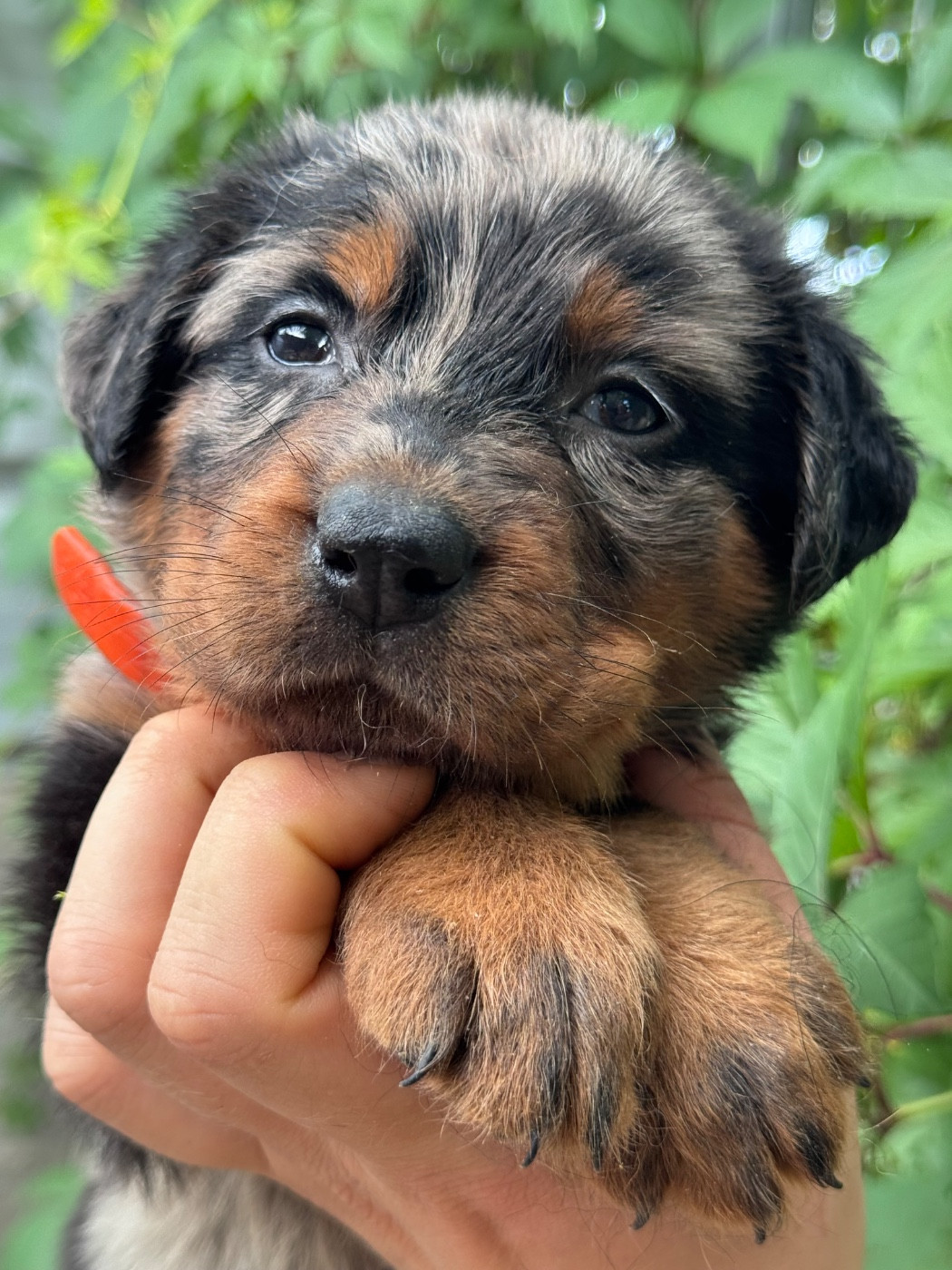 du berceau de bfamily - Chiots disponibles - Berger de Beauce