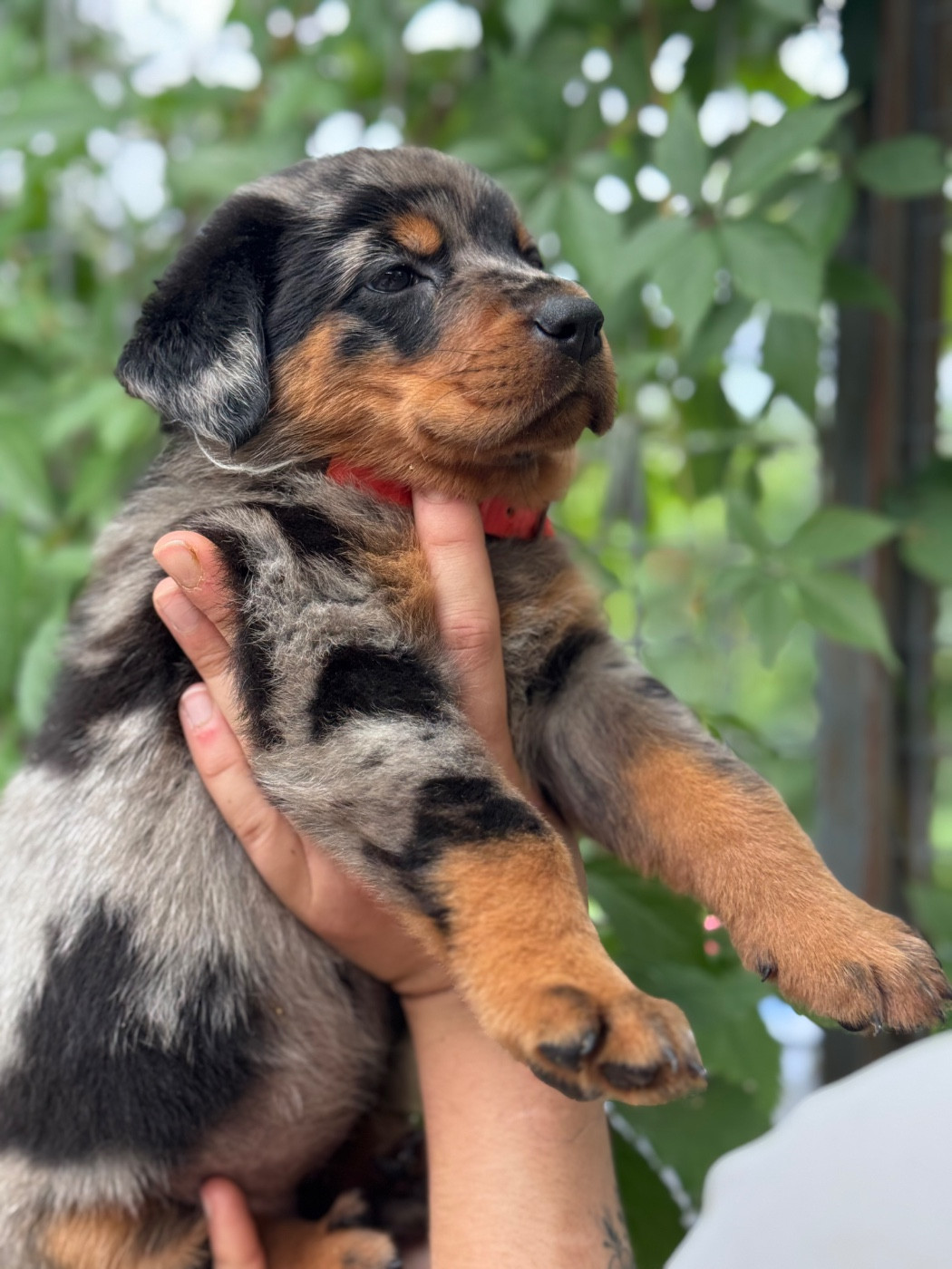 du berceau de bfamily - Chiots disponibles - Berger de Beauce
