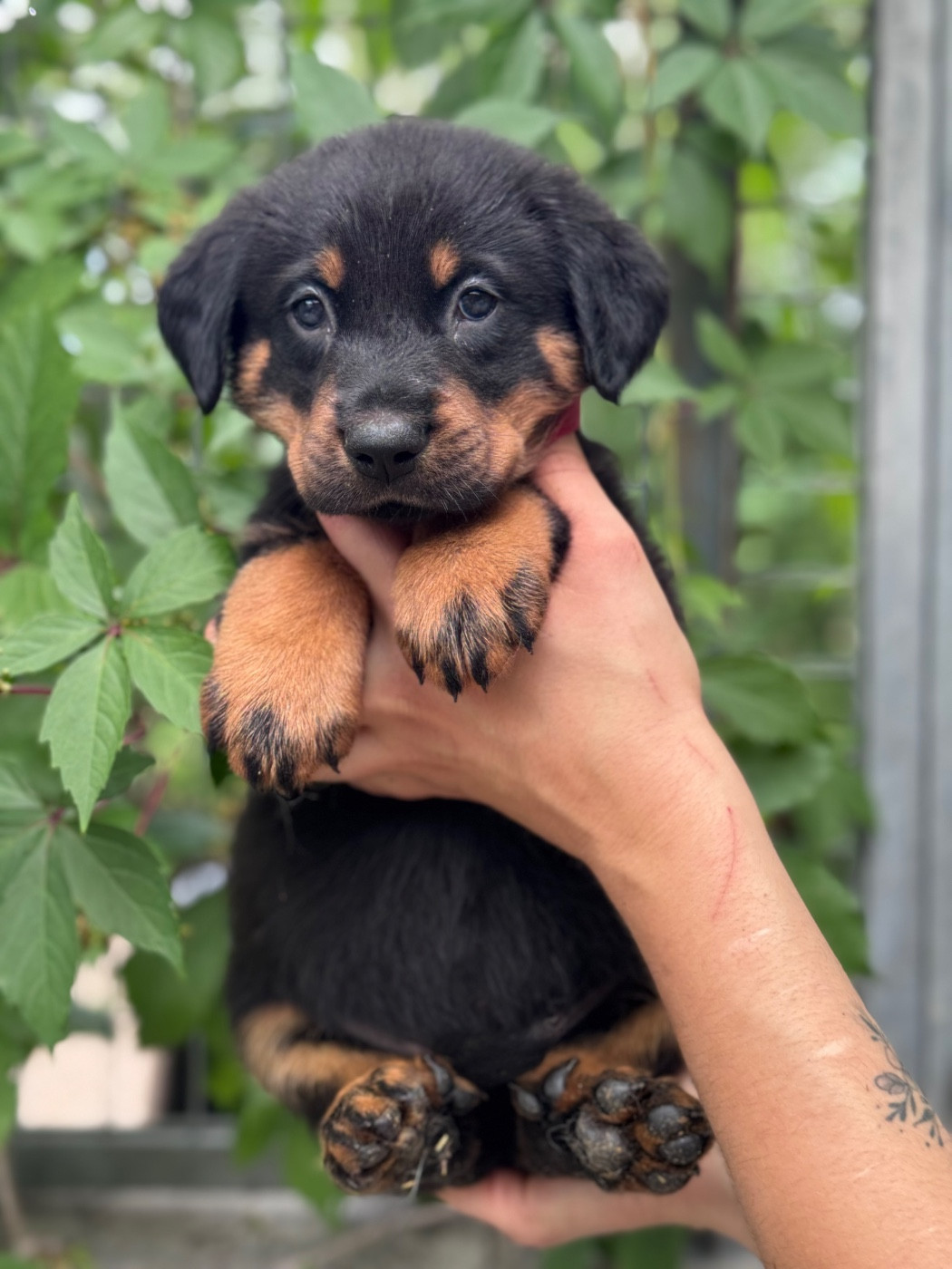 du berceau de bfamily - Chiots disponibles - Berger de Beauce
