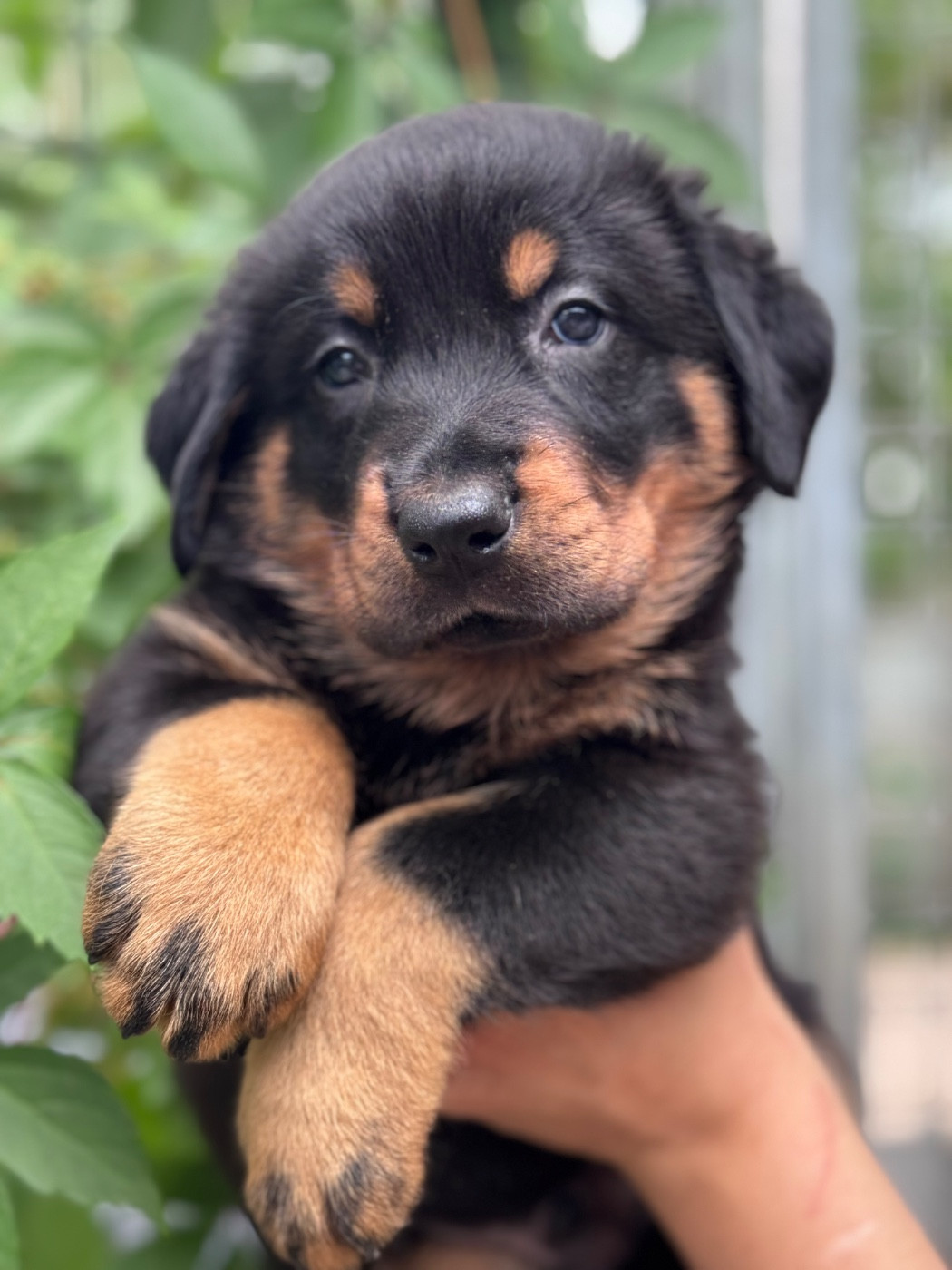 du berceau de bfamily - Chiots disponibles - Berger de Beauce