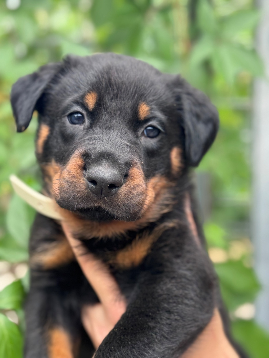 du berceau de bfamily - Chiots disponibles - Berger de Beauce
