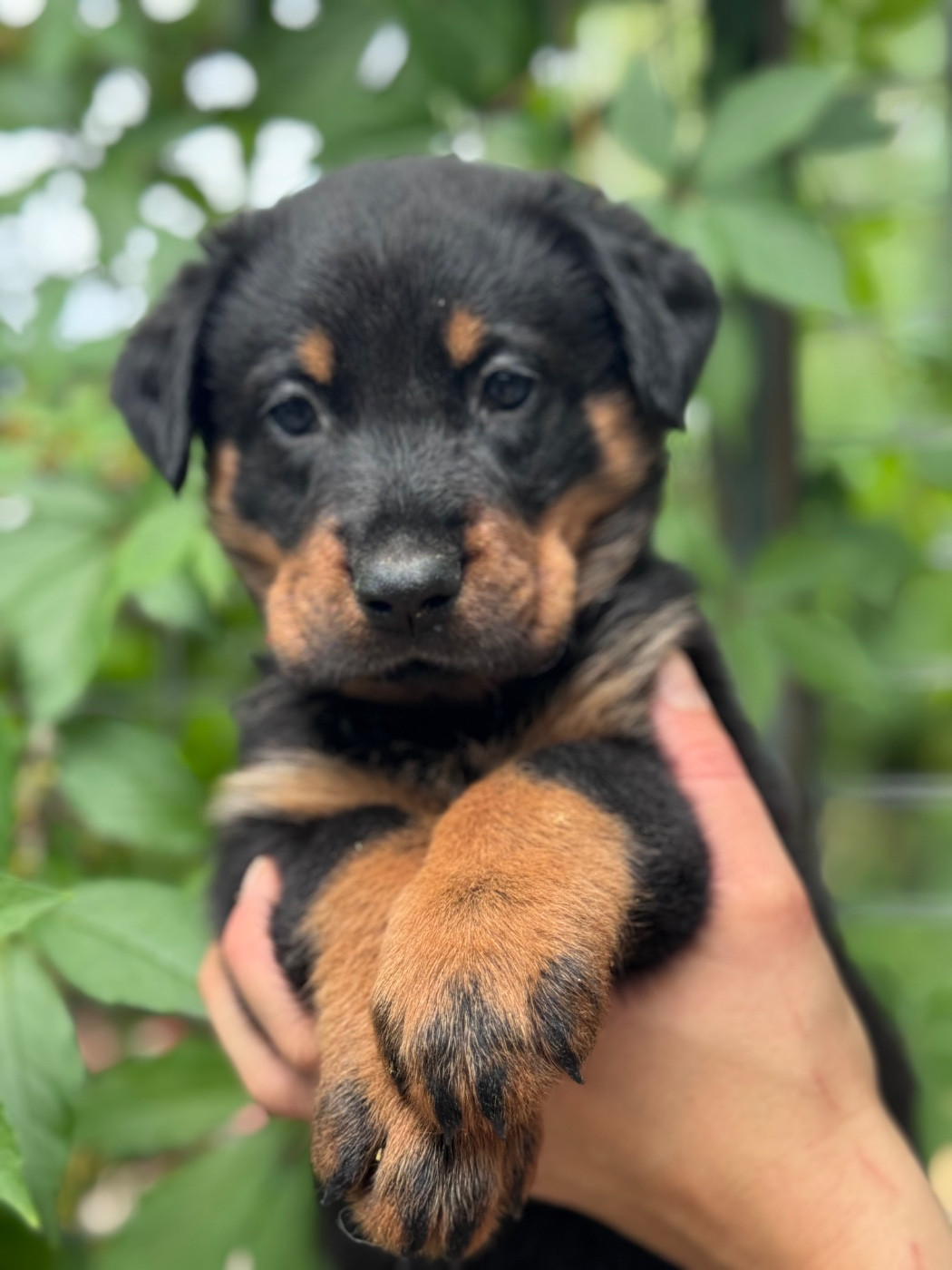 du berceau de bfamily - Chiots disponibles - Berger de Beauce