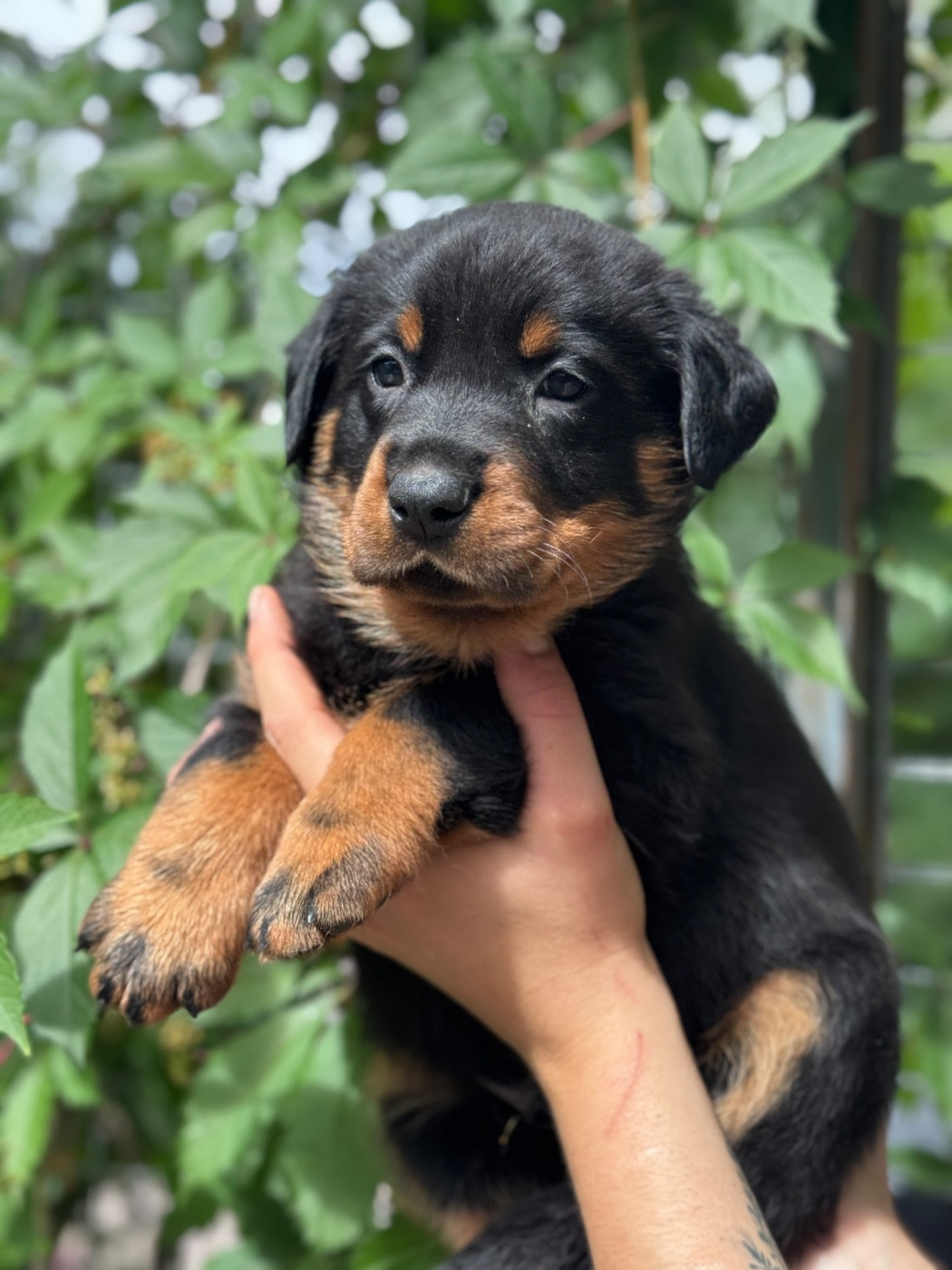 du berceau de bfamily - Chiots disponibles - Berger de Beauce