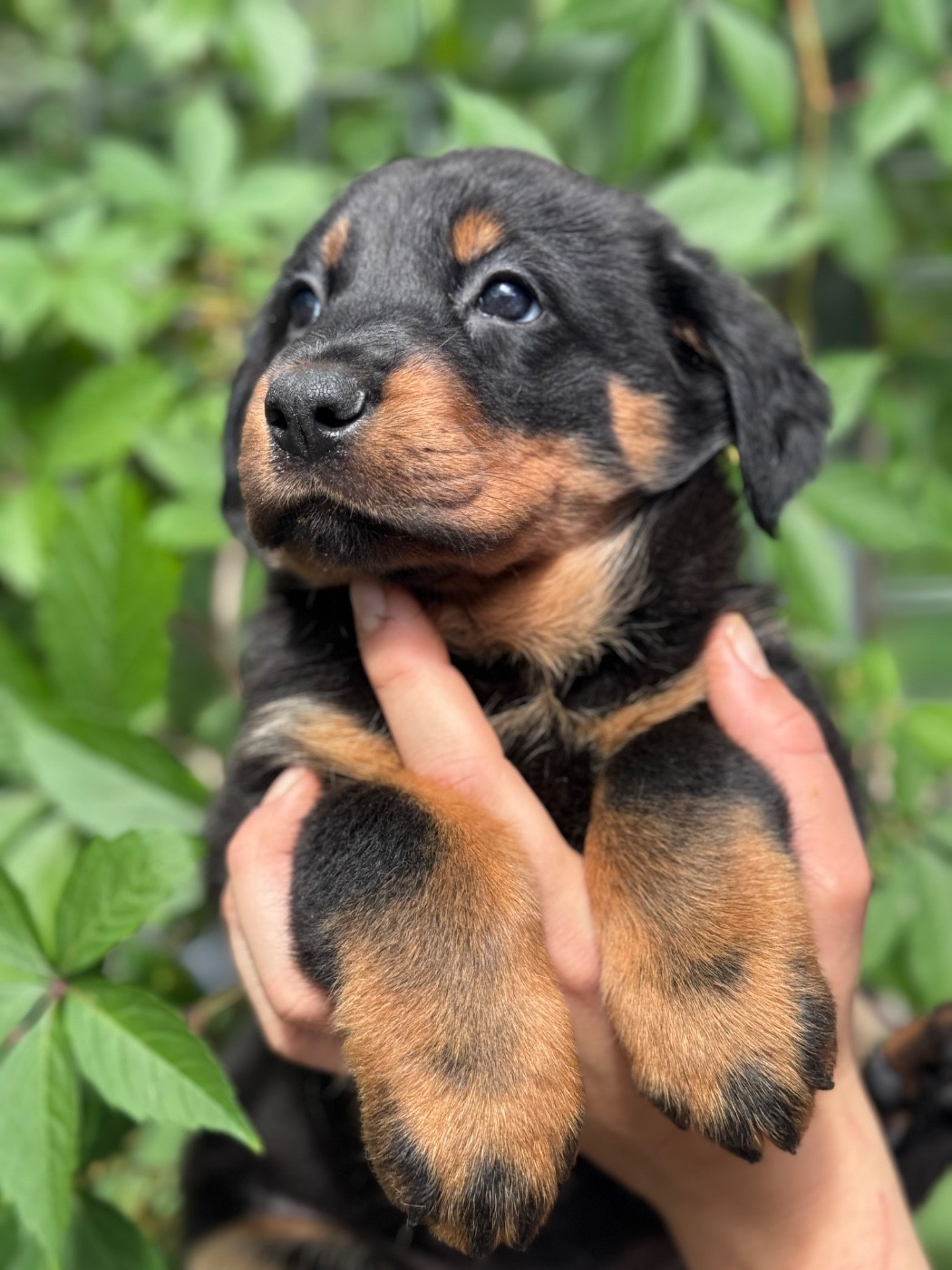 du berceau de bfamily - Chiots disponibles - Berger de Beauce