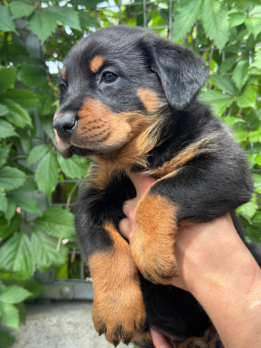 du berceau de bfamily - Chiots disponibles - Berger de Beauce