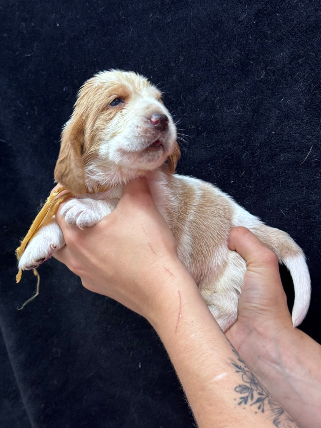 du berceau de bfamily - Chiots disponibles - Basset Hound