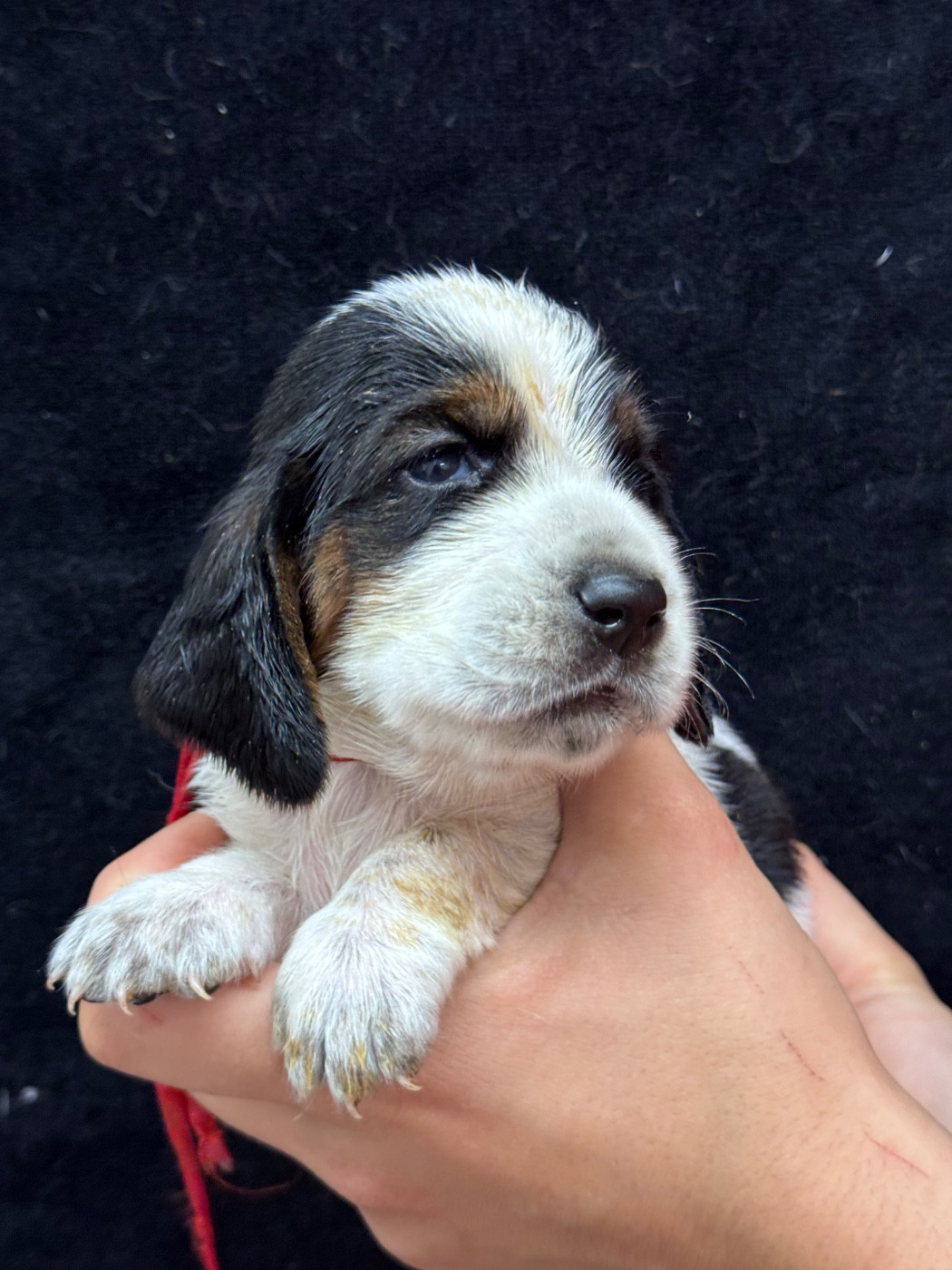 du berceau de bfamily - Chiots disponibles - Basset Hound