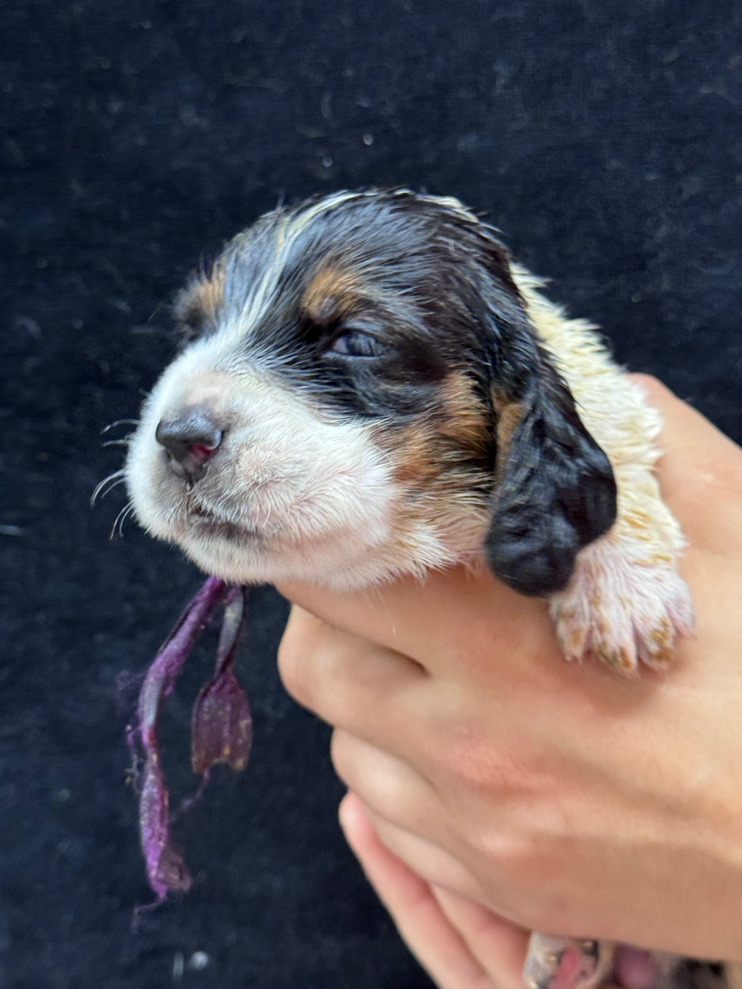 du berceau de bfamily - Chiots disponibles - Basset Hound