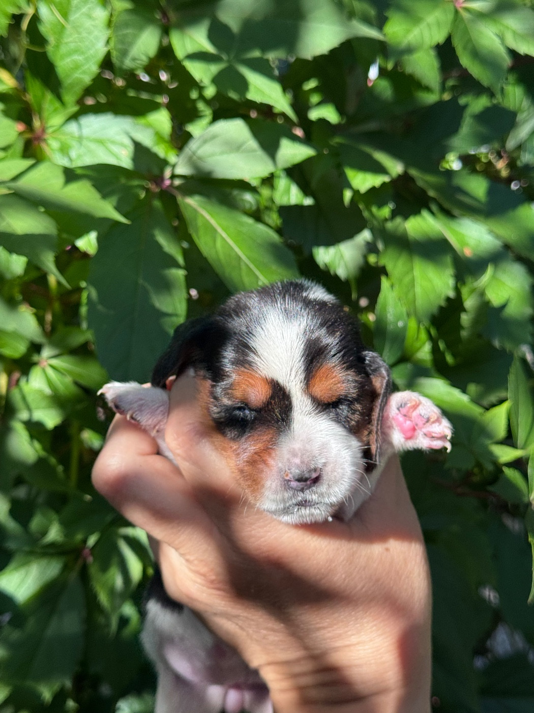 du berceau de bfamily - Chiots disponibles - Basset Hound