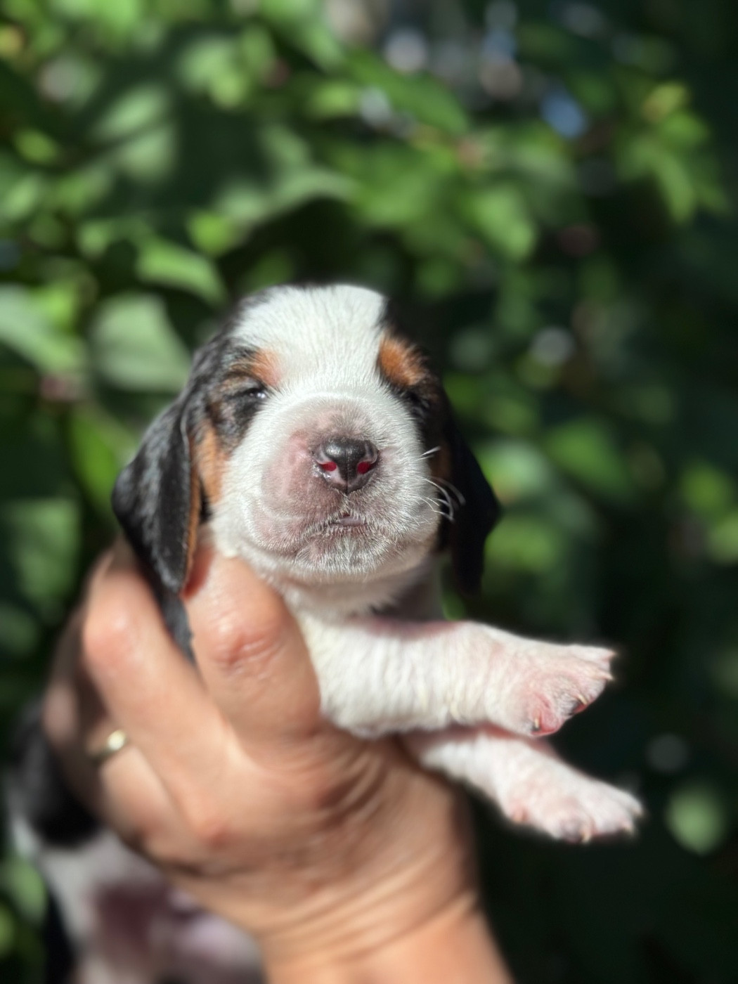 du berceau de bfamily - Chiots disponibles - Basset Hound
