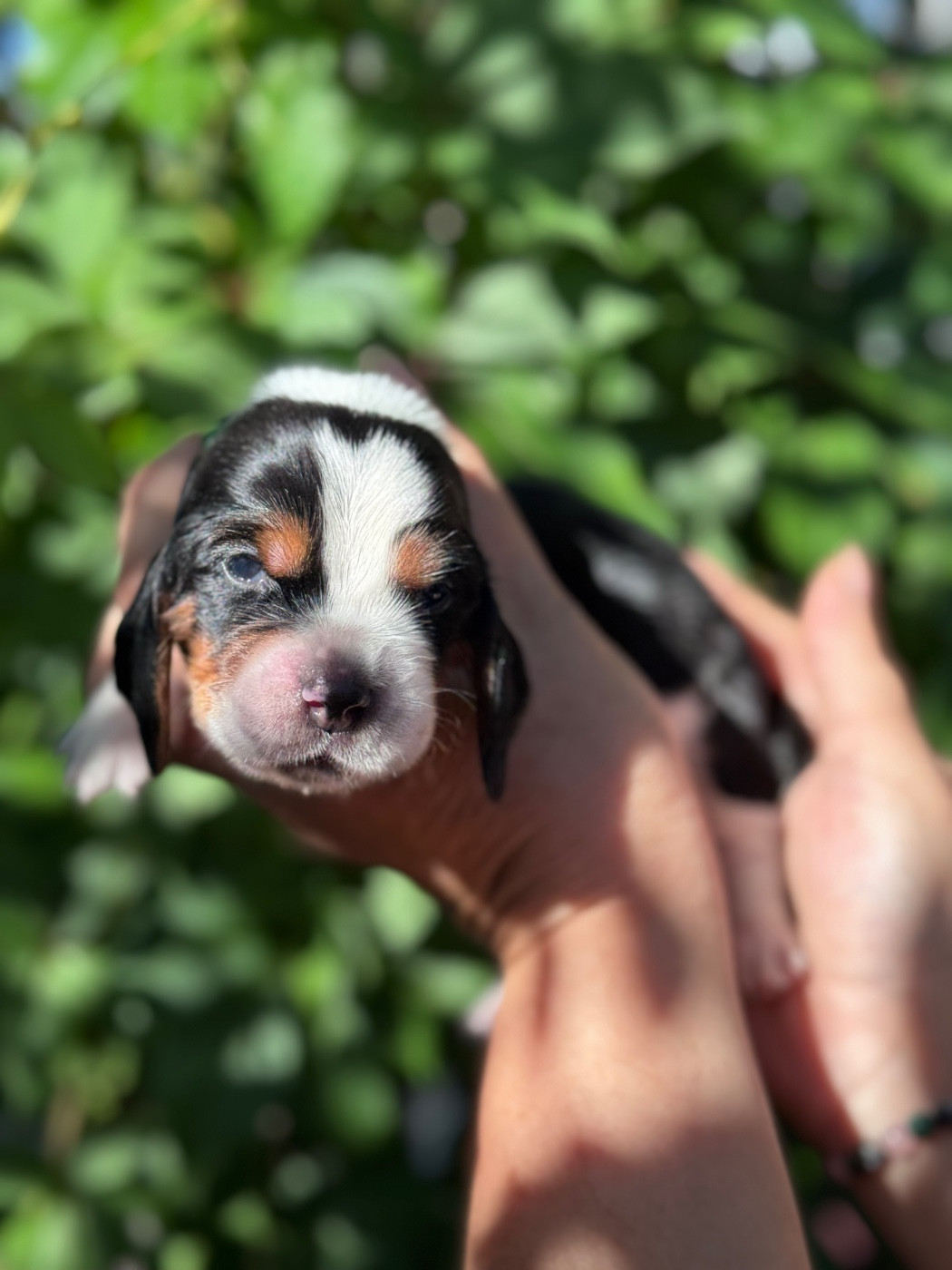 du berceau de bfamily - Chiots disponibles - Basset Hound