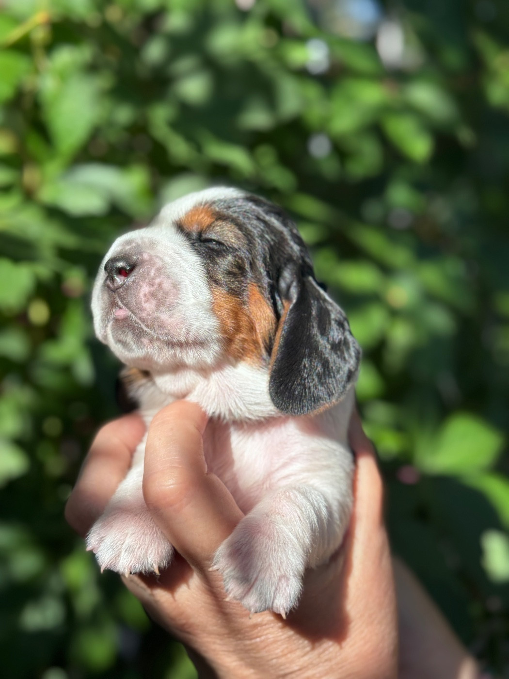 du berceau de bfamily - Chiots disponibles - Basset Hound