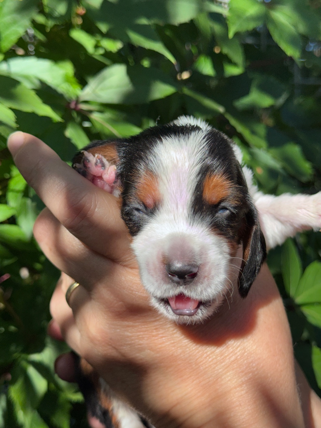 du berceau de bfamily - Chiots disponibles - Basset Hound