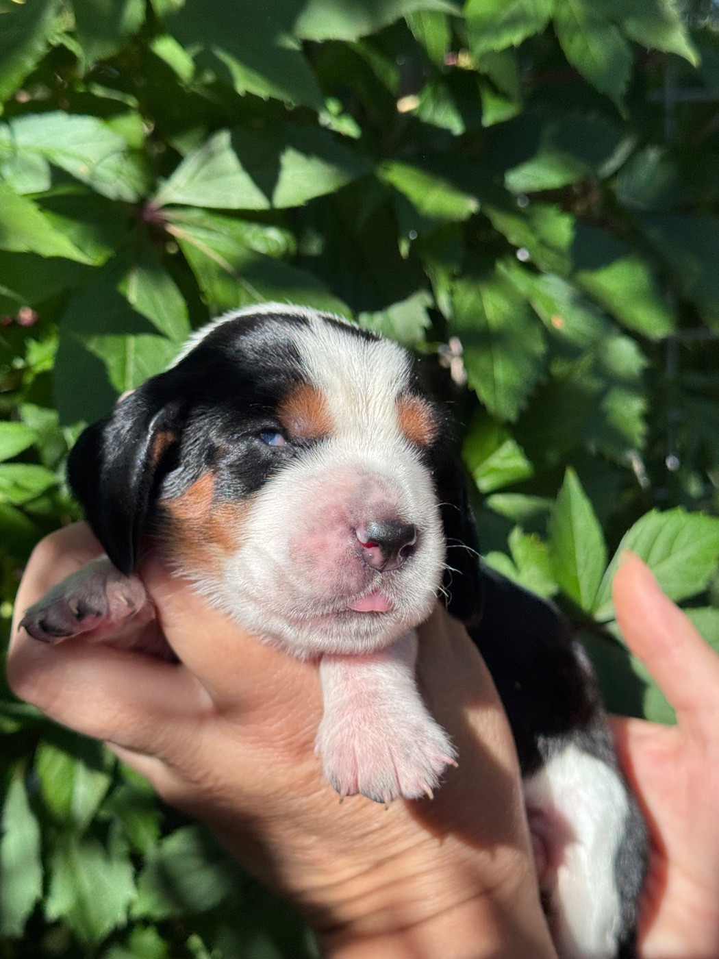 du berceau de bfamily - Chiots disponibles - Basset Hound