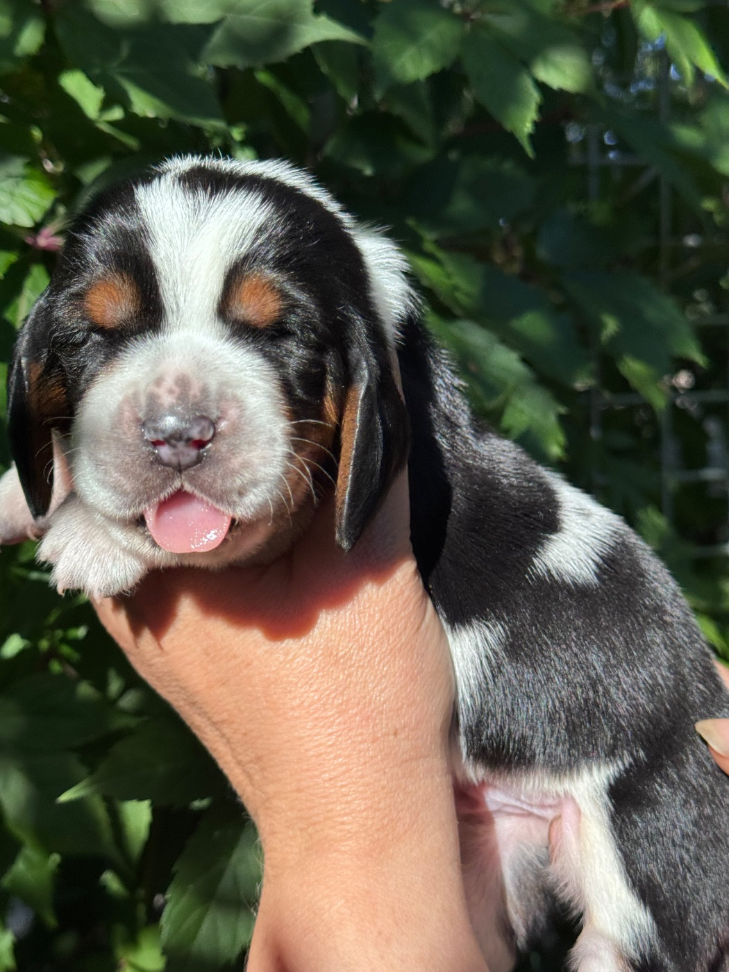 du berceau de bfamily - Chiots disponibles - Basset Hound