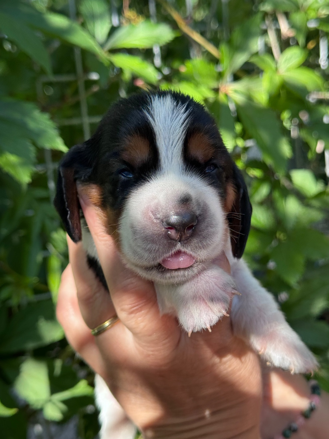 du berceau de bfamily - Chiots disponibles - Basset Hound