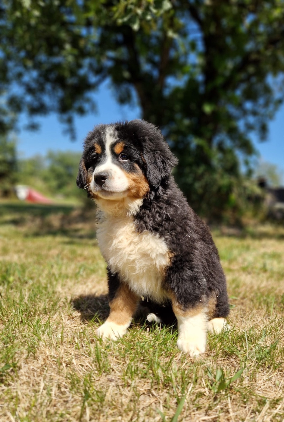 du berceau de bfamily - Chiots disponibles - Bouvier Bernois