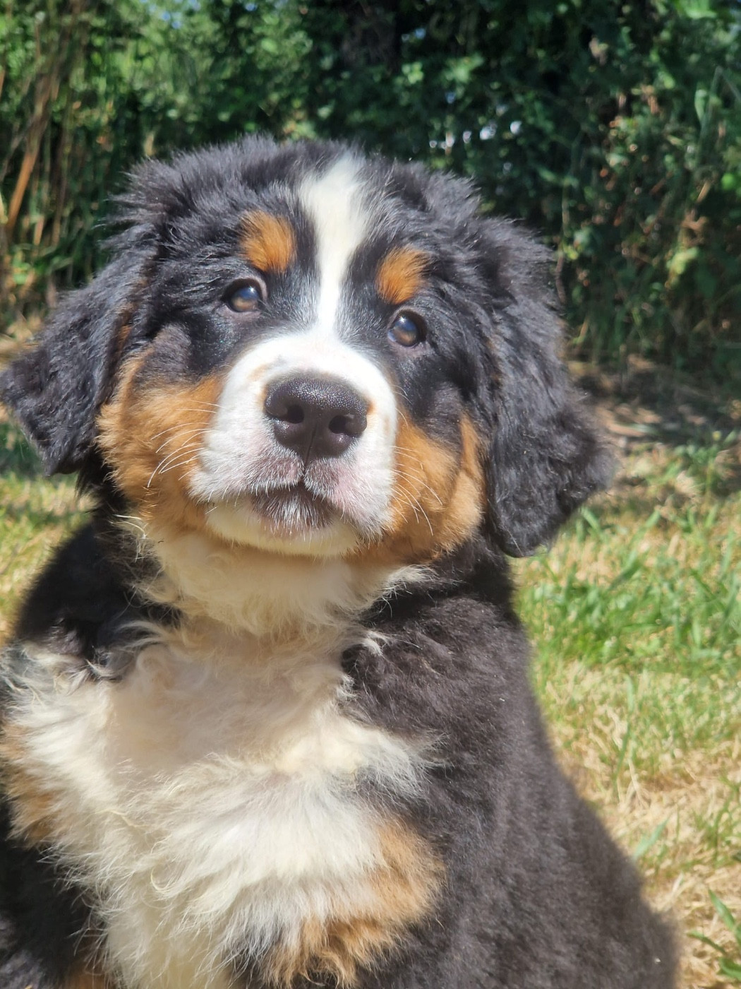 du berceau de bfamily - Chiots disponibles - Bouvier Bernois