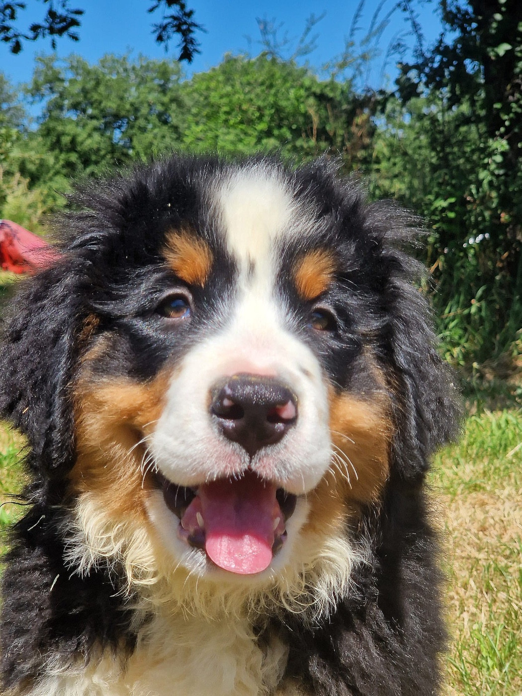 du berceau de bfamily - Chiots disponibles - Bouvier Bernois