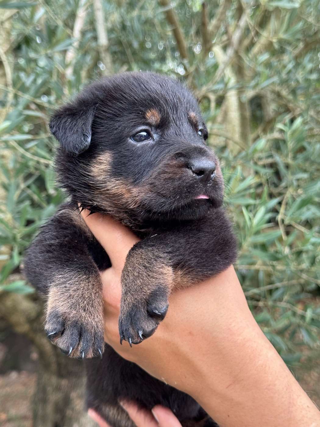 du berceau de bfamily - Chiots disponibles - Berger de Beauce
