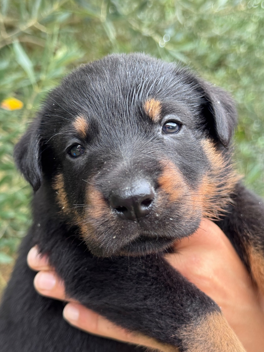 du berceau de bfamily - Chiots disponibles - Berger de Beauce