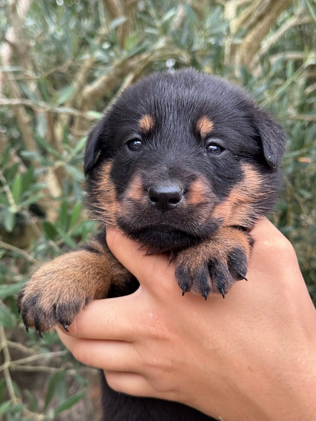 du berceau de bfamily - Chiots disponibles - Berger de Beauce